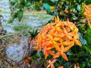 Ixora Chinensis bitkisinin çiçekleri sabah açar.