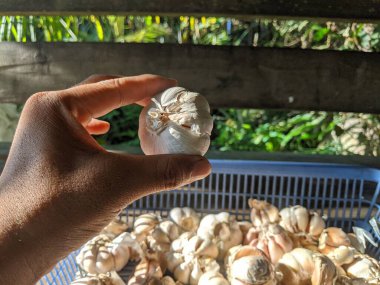 hand selecting garlic to buy clipart