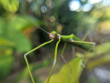 Yeşil yapraklar üzerinde sürünen böcekler