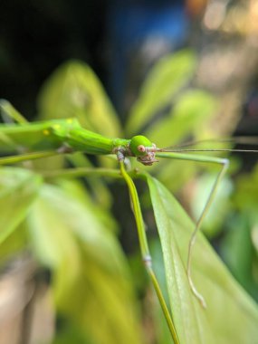 Yeşil yapraklar üzerinde sürünen böcekler