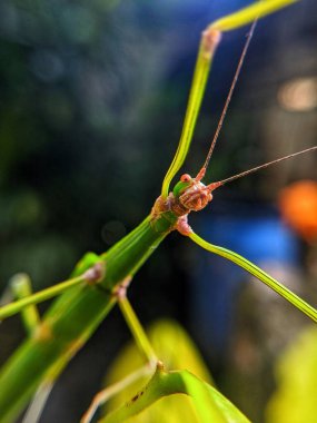 Yeşil yapraklar üzerinde sürünen böcekler