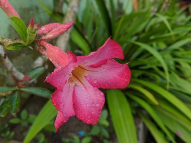 Latince adı Adenium obesum olan Japon frangipani çiçeği kırmızıya boyanır ve yağmur suyuyla kaplanır.