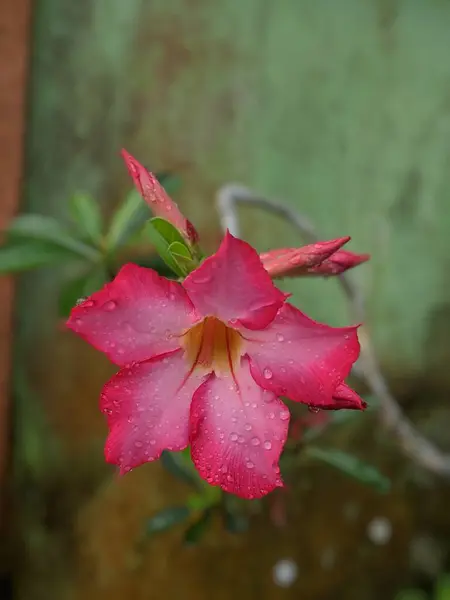 Latince adı Adenium obesum olan Japon frangipani çiçeği kırmızıya boyanır ve yağmur suyuyla kaplanır.