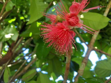 Kırmızı guava meyvesinin çiçekleri çiçek açmaya başlıyor.