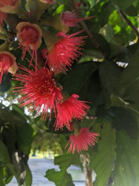 Kırmızı guava meyvesinin çiçekleri çiçek açmaya başlıyor.