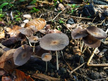 Pileli Mürekkep Yaban Mantarları nemli topraklarda iyi yetişir.