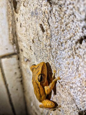 A striped tree frog with the Latin name Polypedates megacephalus attached to the wall of the house clipart