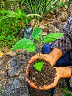 Bahçeye bitki eken çiftçi.