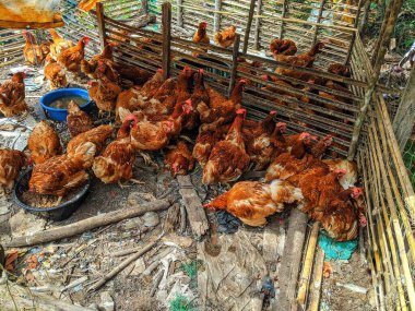 Kırmızı çok sayıda tavuk yumurtluyor.