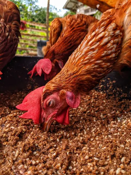 stock image Red laying hens in large numbers