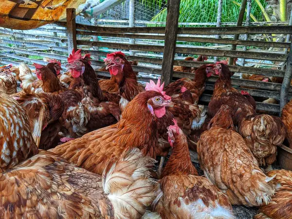 stock image Red laying hens in large numbers