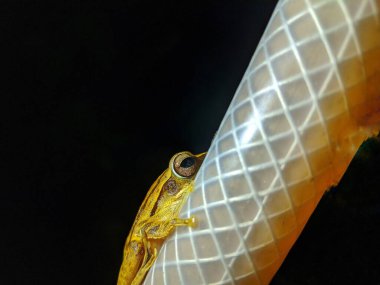 Çizgili ağaç kurbağası gececidir.