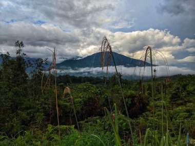 Boronco bitkileri dağlık bir arka planda büyür.