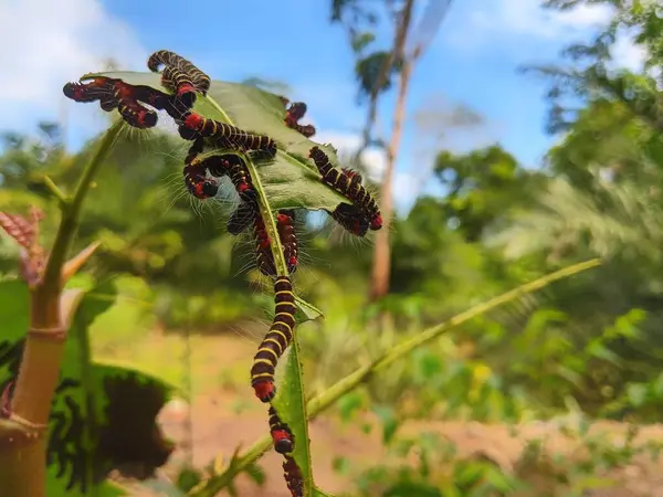 stock image Noctuid Moth (Asota plana) caterpillars feed on True Fig Shell (Ficus variegata) leaves in large numbers