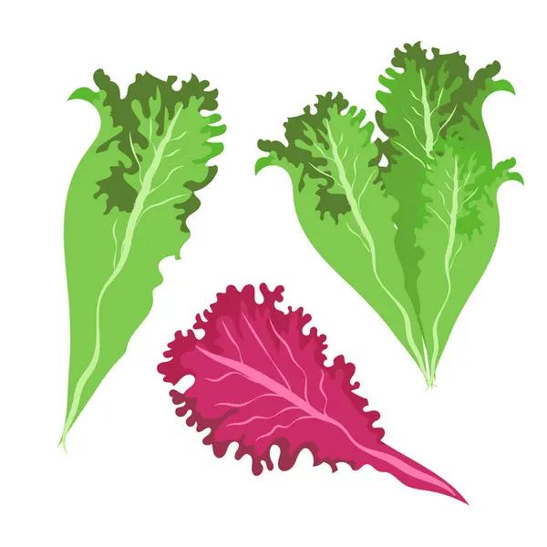 Yeşil salata seti beyaz arka planda marul çizimi yapar. Tasarım elemanı. Vektör çizimi izole edildi. Elle çizilmiş yemek..