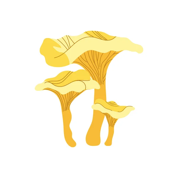 Fresh Chanterelle Mushrooms Isolated White Background Vector Illustration — Stock Vector