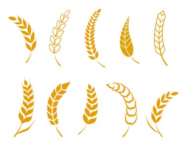 Basit buğday başakları seti. Bira için buğday logosu tasarımı elementleri, organik taze gıda mısır çiftliği, tahıl unsuru, buğday deseni. Vektör illüstrasyonu.