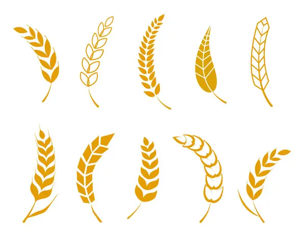 Basit buğday başakları seti. Bira için buğday logosu tasarımı elementleri, organik taze gıda mısır çiftliği, tahıl unsuru, buğday deseni. Vektör illüstrasyonu.