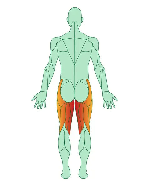 Vurgulanmış kasları olan bir adam figürü. Kalçanın arkasındaki kaslar kırmızıyla işaretlenmiş. Yarı membran ve semitendinosus. Erkek kas anatomisi konsepti. Vektör illüstrasyonu beyaz arkaplanda izole edildi 