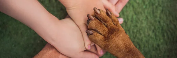 チームとしての人間の手と犬の足 動物の権利のために戦う 動物を助ける バナー ロングフォーマット — ストック写真