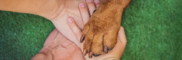 チームとしての人間の手と犬の足 動物の権利のために戦う 動物を助ける バナー ロングフォーマット — ストック写真