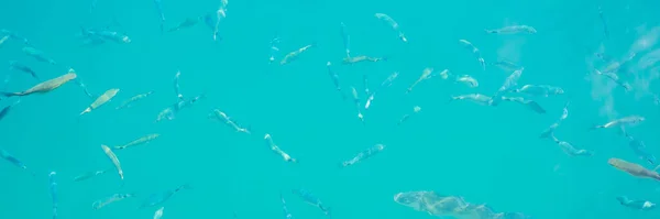 魚と青透明水 ターコイズブルーの海の水の背景 バナー ロングフォーマット — ストック写真