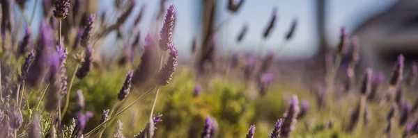 BANNER, LONG FORMAT Lavender flower field, Blooming Violet fragrant lavender flowers. Growing Lavender swaying on wind over sunset sky, harvest, perfume ingredient, aromatherapy. Lavender field