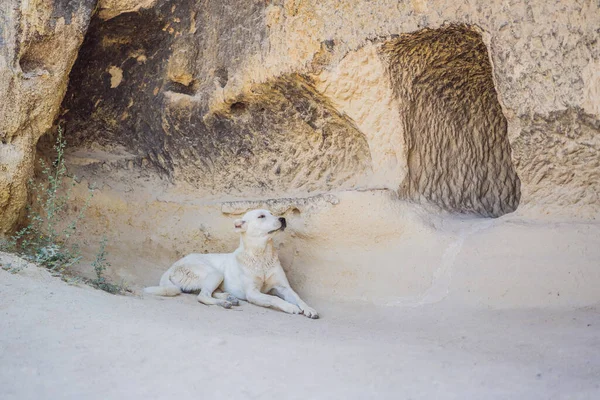 White Dog Background Mountains Cappadocia Cave Houses Turkey — Stock Photo, Image