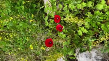 Vertical video. Closeup shot of poppy flowers in the grass between rocks. Stories format.