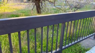 A blossoming fruit tree during sunset. Slowmotion video