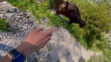 Vertical video. Hike in a mountains. Hiker meets goats. Slowmotion.