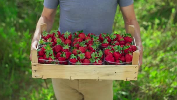 Ένας Αγρότης Επιδεικνύει Ξύλινο Κουτί Γεμάτο Φρεσκοσυσκευασμένες Φράουλες Συλλαμβάνει Την — Αρχείο Βίντεο