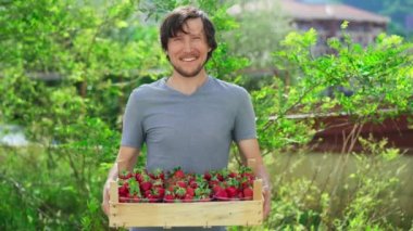 A farmer demonstrates wooden box filled with freshly packaged strawberries captures the essence of farm-to-table freshness. The perfect representation of natural and wholesome, the video showcases the