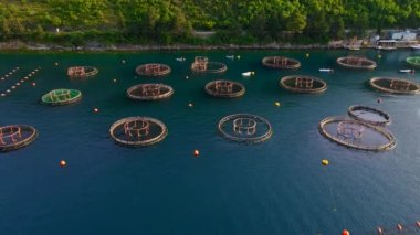 Sahilde, yumuşakçaların, balıkların ve karideslerin yetiştiği daire şeklinde ağ yapıları olan bir deniz çiftliği. Kamera çiftliğe kuşların bakış açısını gösteriyor. Benzersiz şekilleri ve desenleri vurguluyor.