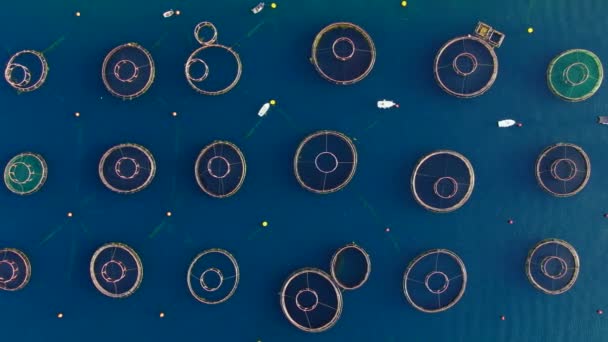 Eine Meeresfarm Der Küste Mit Kreisförmigen Netzstrukturen Denen Weichtiere Fische — Stockvideo