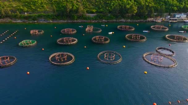 Eine Meeresfarm Der Küste Mit Kreisförmigen Netzstrukturen Denen Weichtiere Fische — Stockvideo