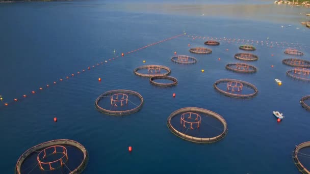 Θαλάσσιο Αγρόκτημα Στην Ακτή Δομές Κυκλικού Διχτυού Όπου Καλλιεργούνται Μαλάκια — Αρχείο Βίντεο
