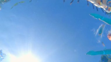 Bu yavaş çekim sualtı videosunda, hamile bir kadın yüzme havuzunda kameranın üzerinde yüzüyor.