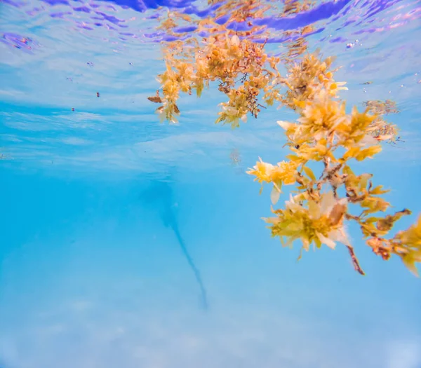 浅い熱帯海の表面に浮いている茶色のホンダワラ藻類の水中撮影をクローズ アップ — ストック写真