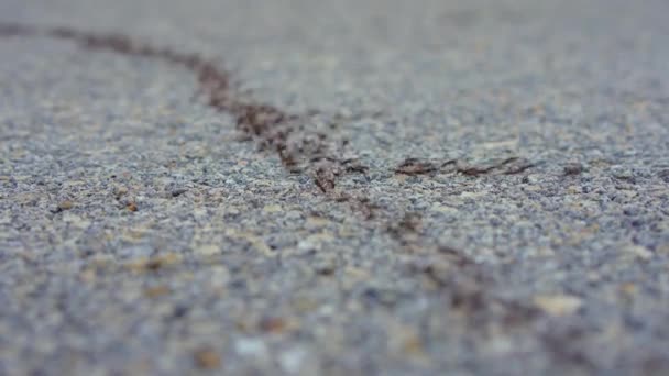 Video Captura Innumerables Hormigas Que Cruzan Laboriosamente Una Carretera Las — Vídeo de stock