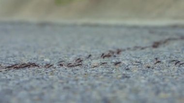 Bir video, yolda ilerleyen sayısız karıncayı yakalar. Küçük yaratıklar senkronize bir şekilde hareket ederek arazide dolaşırken karmaşık desenler oluştururlar. Bu perspektif gösteriyor ki