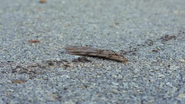 Bir Video Yolda Ilerleyen Sayısız Karıncayı Yakalar Küçük Yaratıklar Senkronize — Stok video