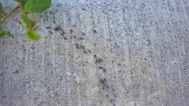 Video Captura Innumerables Hormigas Que Cruzan Laboriosamente Una Carretera Las — Vídeos de Stock