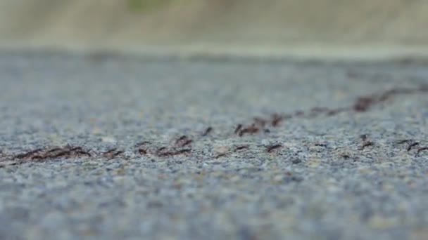 Ένα Βίντεο Συλλαμβάνει Αμέτρητα Μυρμήγκια Που Διασχίζουν Έναν Δρόμο Μικροσκοπικά — Αρχείο Βίντεο