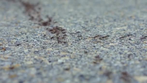 Video Zachycuje Nespočet Mravenců Pracně Přecházejících Silnici Malí Tvorové Pohybují — Stock video