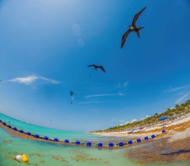 Playa del Carmen Quintana Roo Mexico 01. Haziran 2021 Güzel Karayip plajı tamamen kirli ve kirli Playa del Carmen Quintana Roo Meksika 'daki iğrenç yosun sargazo sorunu.