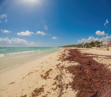 Playa del Carmen Quintana Roo Mexico 01. Haziran 2021 Güzel Karayip plajı tamamen kirli ve kirli Playa del Carmen Quintana Roo Meksika 'daki iğrenç yosun sargazo sorunu.