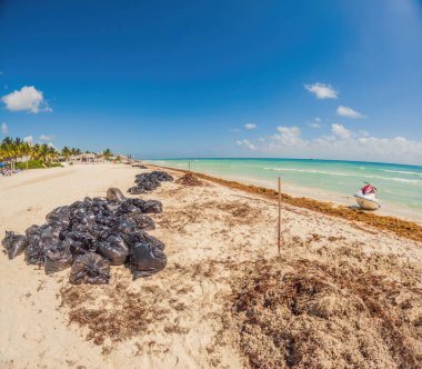 Playa del Carmen Quintana Roo Mexico 01. Haziran 2021 Güzel Karayip plajı tamamen kirli ve kirli Playa del Carmen Quintana Roo Meksika 'daki iğrenç yosun sargazo sorunu.