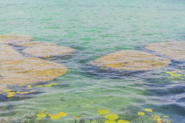 Stromatolites in the crystal-clear waters of Bacalar Lake, Mexico. Ancient natural formations in a stunning tropical setting. Nature, geology, and travel concept. clipart