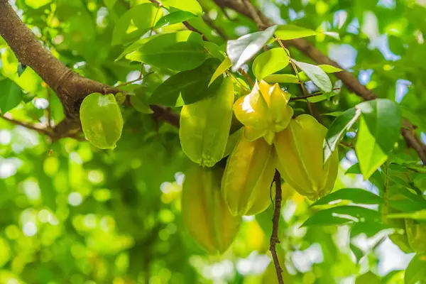 Carambola, aynı zamanda yıldız meyvesi olarak da bilinir. Ağaçta büyüyen yıldız meyveleri. Tropikal doğa, tarım ve organik üretim kavramı.